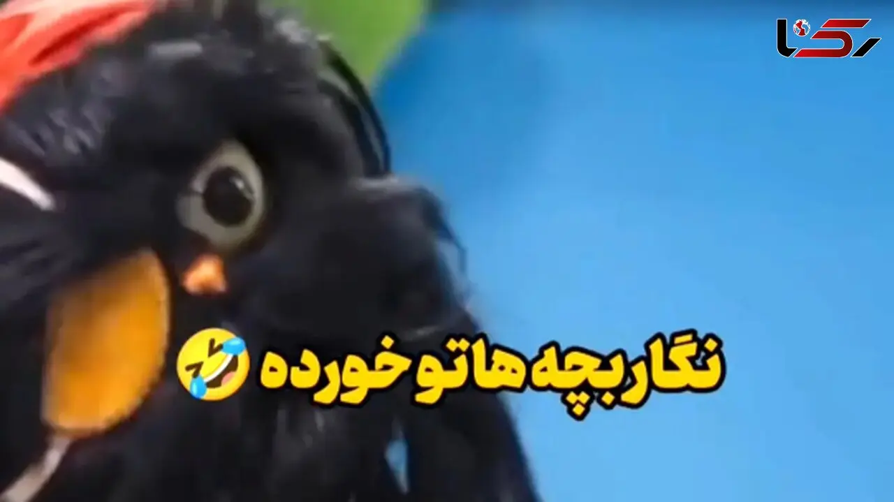 فیلم / سکانس خندان /  افتو خطاب به رامبد: نگار بچه هاتو خورده ....
