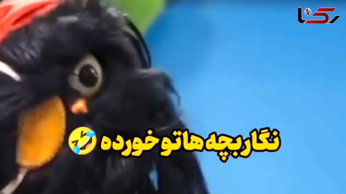 فیلم / سکانس خندان / افتو خطاب به رامبد: نگار بچه هاتو خورده ....