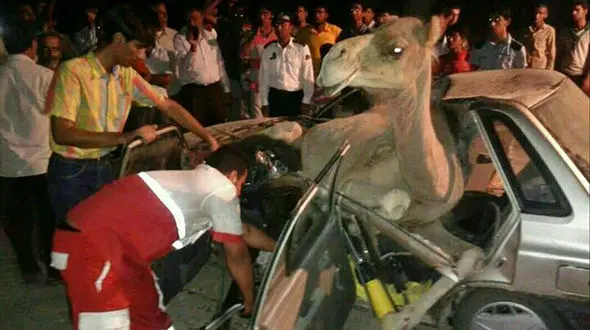 2 کشته در تصادف پراید با شتر / در سمنان رخ داد + عکس