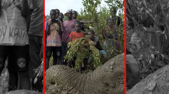 فیلم تلاش امدادگران برای نجات فیل