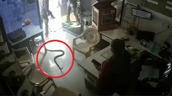 انتقام گیری عجیب مرد جوان از کارمند پمپ بنزین / زن جوان از ترس مار بزرگ پا به فرار گذاشت + فیلم