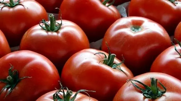 ارزانی گوجه‌فرنگی در روزهای آینده