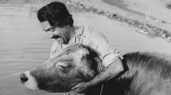 بازخوانی فیلم گاو با حضور آقای کارگردان