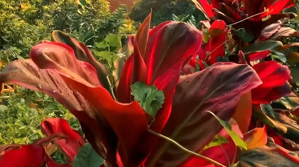 قوی باش، غیرممکن وجود ندارد