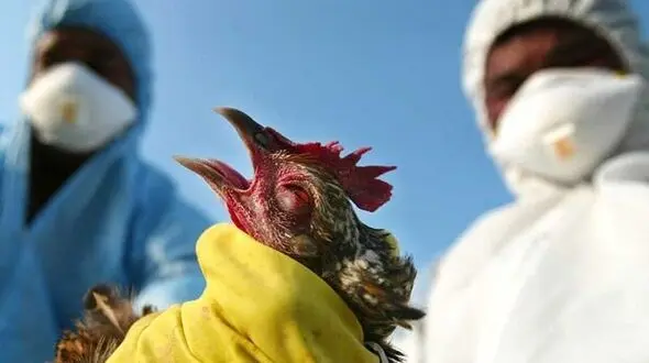آغاز طرح ردیابی بیماری آنفلوانزای فوق حاد پرندگان در لرستان 