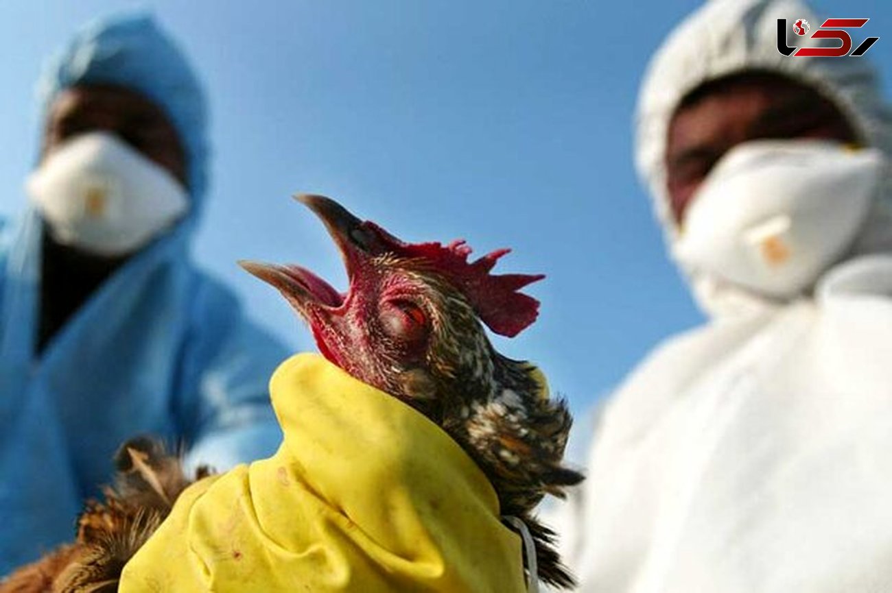 آغاز طرح ردیابی بیماری آنفلوانزای فوق حاد پرندگان در لرستان 