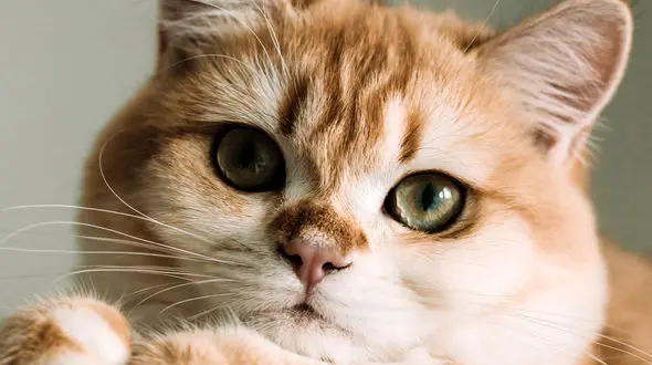 از بازی دوتا ببر تا دوستی پروانه و گربه با هوش مصنوعی