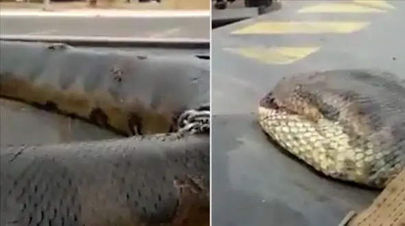 بزرگترین مار جهان به دام افتاد+فیلم