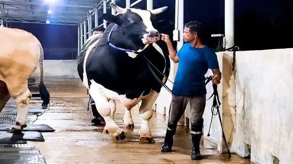 فیلم/ سومین گاو نر بزرگ جهان با 1200 کیلوگرم وزن و قد 1.81 متر