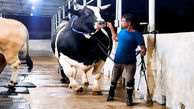 فیلم/ سومین گاو نر بزرگ جهان با 1200 کیلوگرم وزن و قد 1.81 متر
