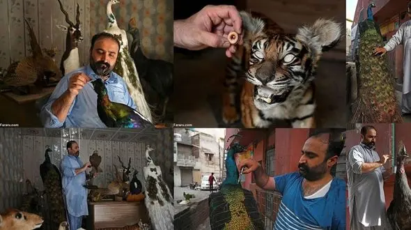 فیلم/ تاکسیدرمی حیوانات خانگی برای دلداری به صاحبانشان 