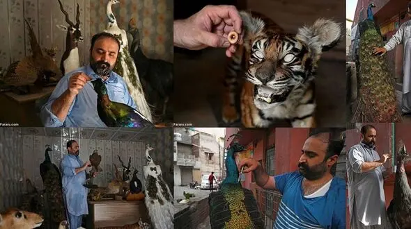 فیلم/ تاکسیدرمی حیوانات خانگی برای دلداری به صاحبانشان 