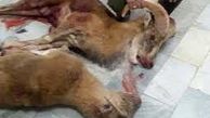 شناسایی و دستگیری ۲ شکارچی متخلف در شاهرود 