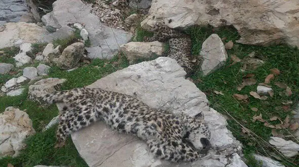 اولین عکس از لاشه 2 پلنگ در شهرستان چرام