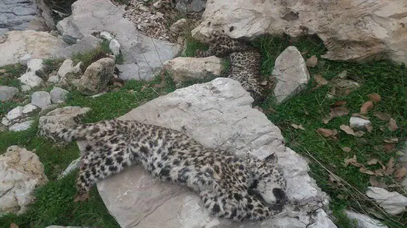 اولین عکس از لاشه 2 پلنگ در شهرستان چرام