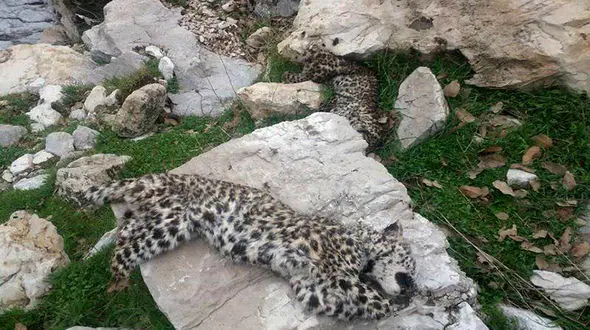 اولین عکس از لاشه 2 پلنگ در شهرستان چرام