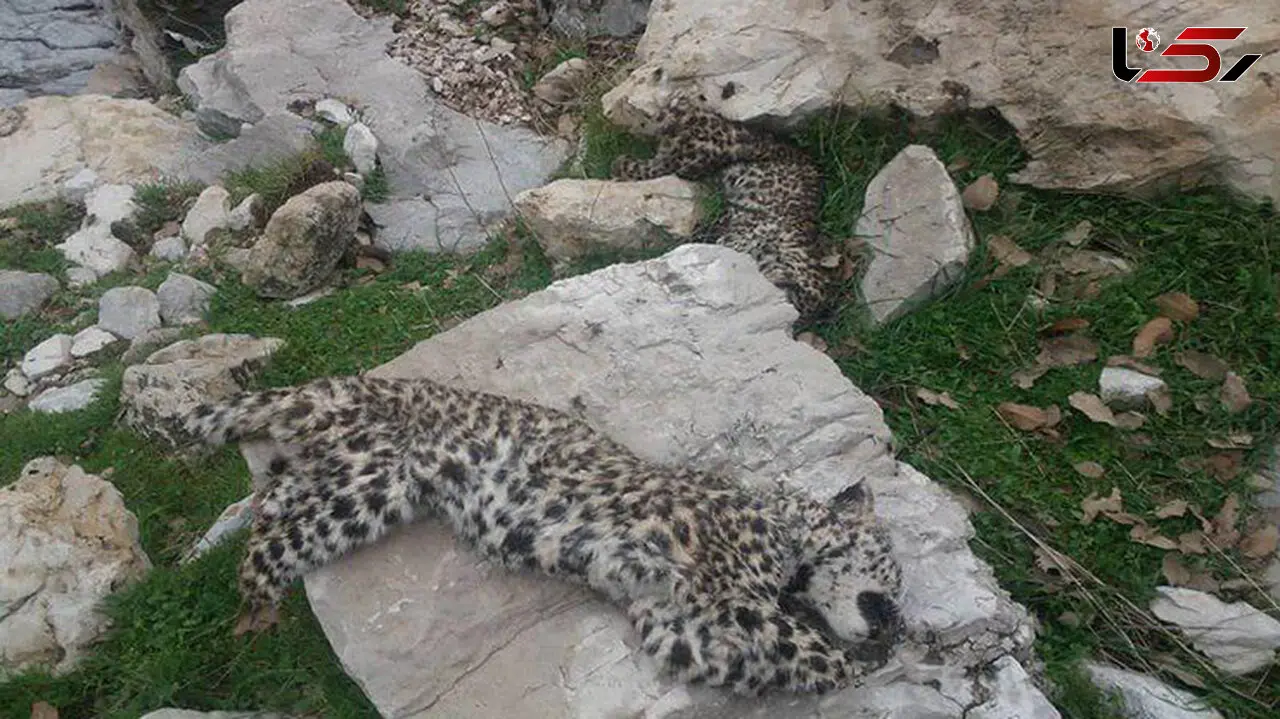 اولین عکس از لاشه 2 پلنگ در شهرستان چرام