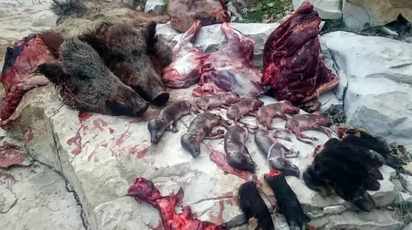 بازداشت منفورترین شکارچی ایران / او به گرازهای آبستن رحم نکرد + عکس