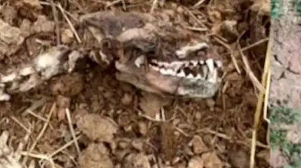 فیلم کشف اسکلت عجیب در چهاردانگه 