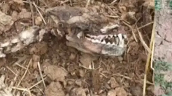 فیلم کشف اسکلت عجیب در چهاردانگه 