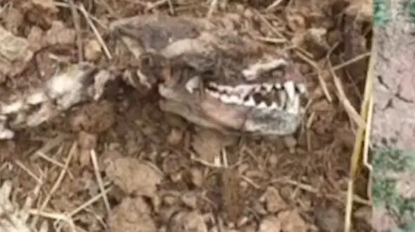 فیلم کشف اسکلت عجیب در چهاردانگه 