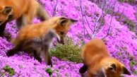 ببینید / بازی بچه روباه ها در طبیعت + فیلم