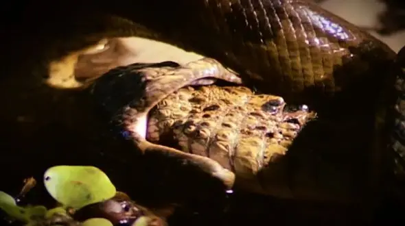 نبرد مار پیتون و کروکودیل +فیلم