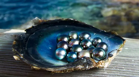 طرز تشکیل مروارید در دریا + فیلم