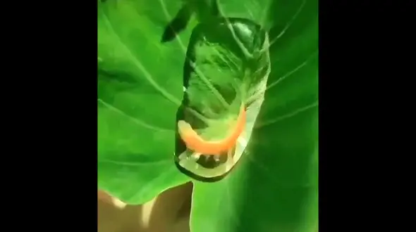 ماهی اسیر روی برگ + فیلم