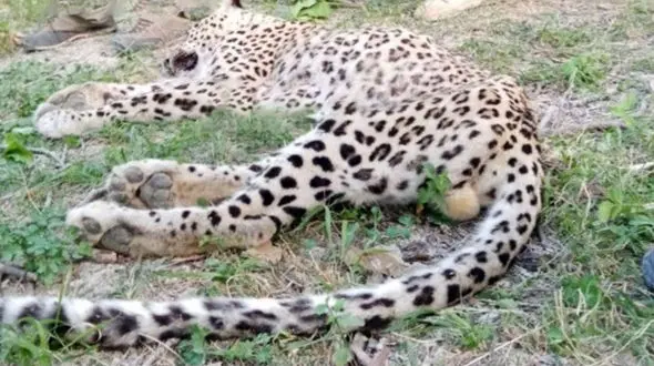 پلنگ خراسان زنده به دام افتاد / این پلنگ روستائیان را عاصی کرده بود+فیلم