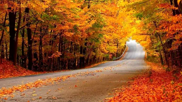 ببینید / جنگل‌ رویایی النگدره گرگان استان گلستان + فیلم 