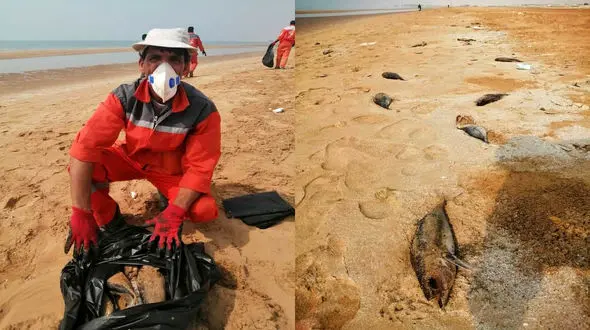 تلف شدن تعداد زیادی ماهی تن در کنگان بوشهر + عکس