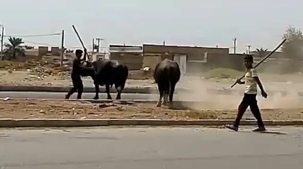 پشت پرده حمله دامداران به 2 گاومیش در آبادان چه بود؟! + عکس و فیلم