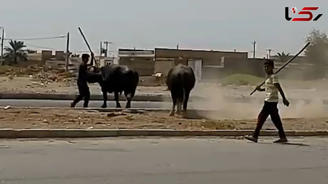پشت پرده حمله دامداران به 2 گاومیش در آبادان چه بود؟! + عکس و فیلم