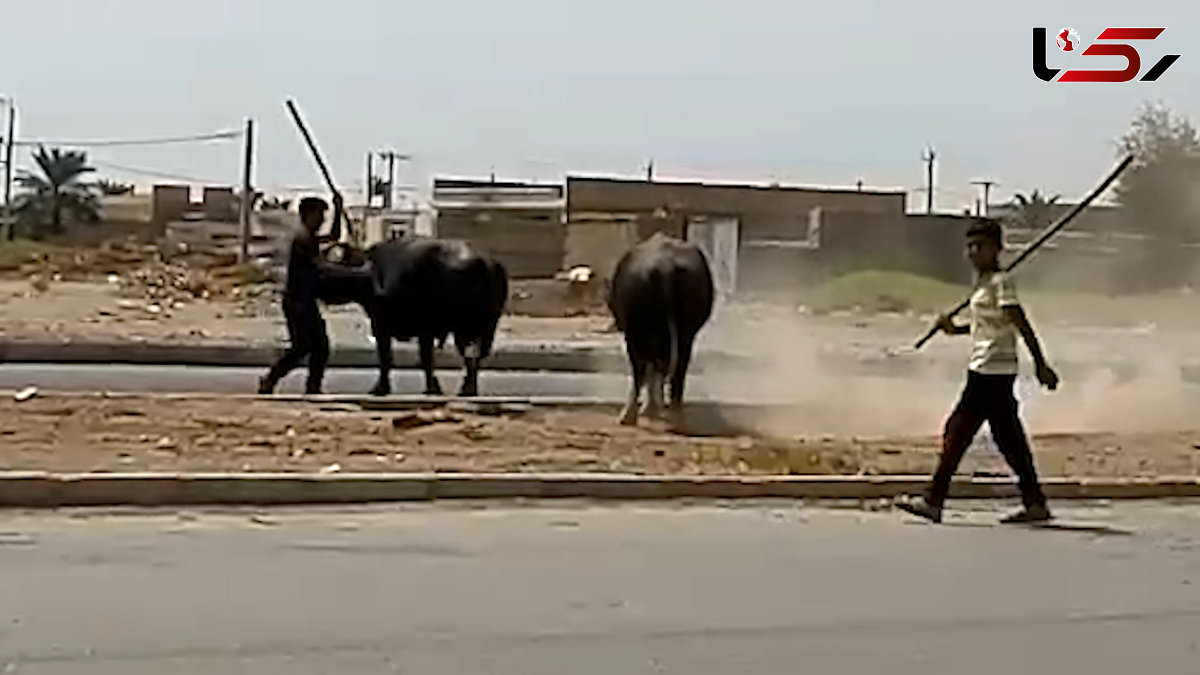 پشت پرده حمله دامداران به 2 گاومیش در آبادان چه بود؟! + عکس و فیلم