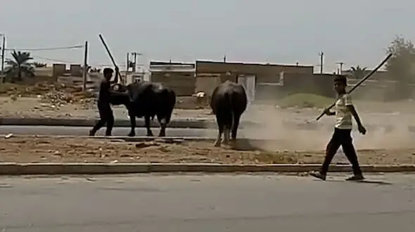 پشت پرده حمله دامداران به 2 گاومیش در آبادان چه بود؟! + عکس و فیلم