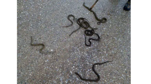 فاجعه پس از سیل / هجوم مارهای سمی به روانسر + عکس وحشتناک 