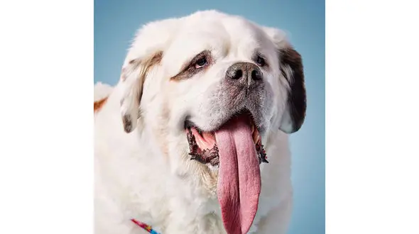 سگ آمریکایی بزرگترین زبان دنیا را دارد+تصویر