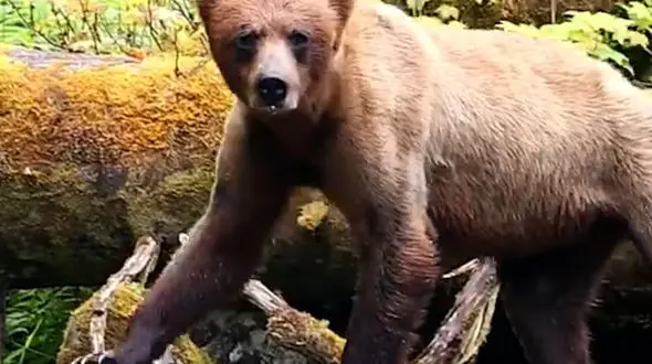 از خرس قهوه ای در جستجوی ماهی سالمون تا لاک پشت خاردار