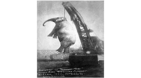 عکس/ فیلی که به جرم قتل به دار آویخته شد!