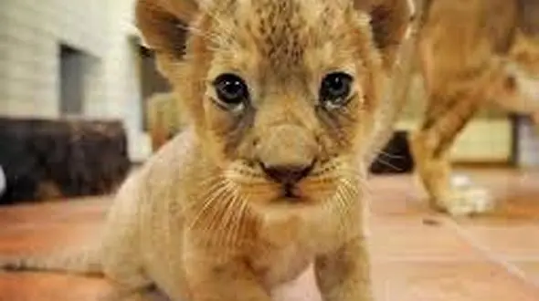 انتقاد کارشناس محیط زیست یزد از شوآف سلبریتی‌ها با حیوانات وحشی