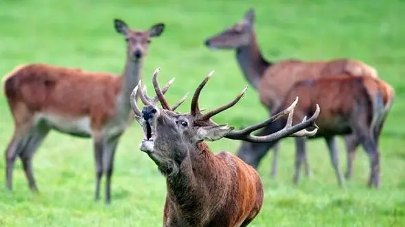 از گاوبانگی چه می دانید؟ / همه چیز درباره فصل جفت گیری گوزن قرمز