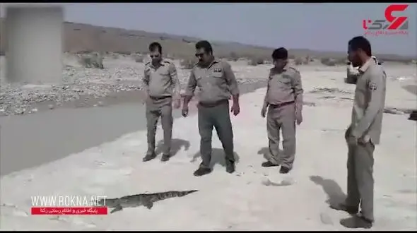 وحشت از تمساح گاندو در زاهدان! / دست یک دختر و پای یک پسر قطع شد! + فیلم صحنه