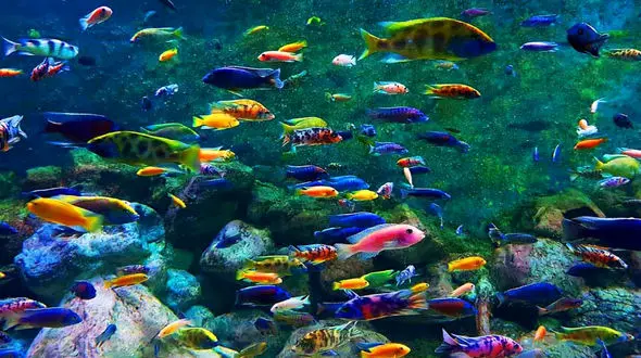 مسافران این هتل به آکواریوم دسترسی دارند + فیلم