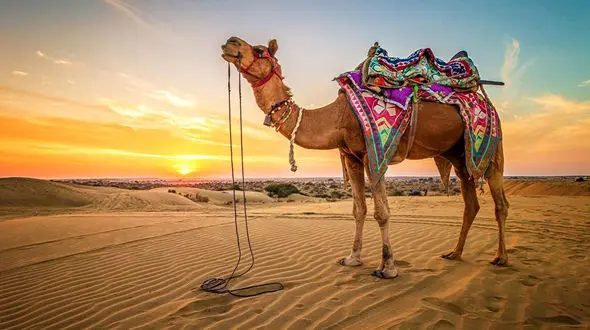 عملیات ویژه ماموران برای نجات شتر در گل مانده + عکس