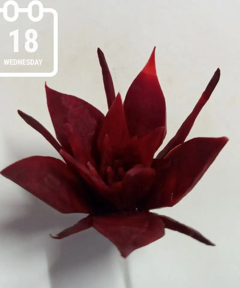 تزیین لبو شب یلدا | ۳۰ ایده شیک و کاربردی تزیین لبو شب یلدا ترند ۱۴۰۴ ویژه عروس و خانواده که باید امسال امتحان کنید!