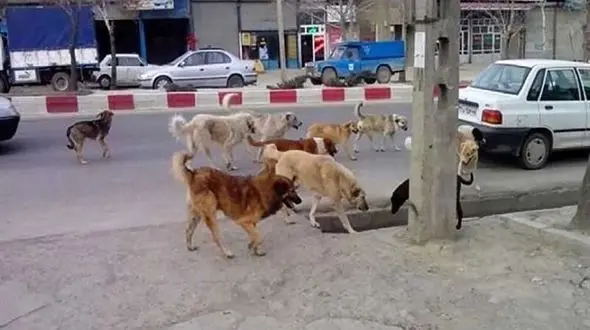 ماجرای رهاسازی سگ های ولگرد توسط پیمانکاران شهرداری های اطراف تهران چیست؟ / این مناطق پایتخت بیشتر درگیر هستند !