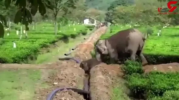 کمک فیل مادر به بچه اش + فیلم