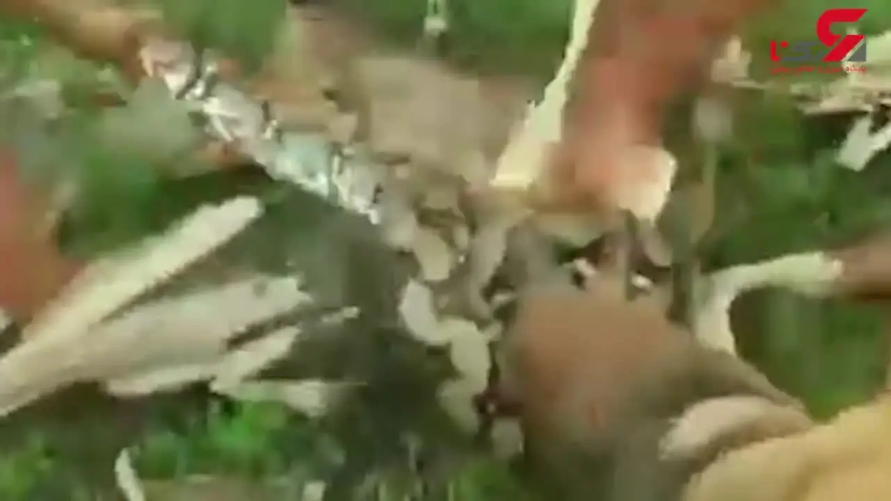 نجات سگ از چنگ مار سمی+ فیلم