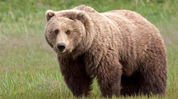 فیلم مشاهده ۲ خرس قهوه ای در زیستگاه ارژن - پریشان شهرستان کازرون